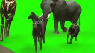 Green Screen - Mix Animals