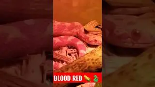 Blood Red Corn Snake