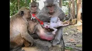 Look Jill So Sad! Mom Jill Very Pity Brutus Jr Her baby monkey So Much, Dolly Pull B.Jr so Bad.
