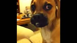 My puggle puppy eats a paper towel roll