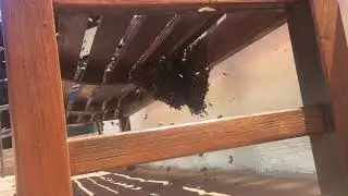 Random bee hive in solana beach