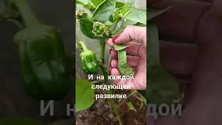 формирование перца