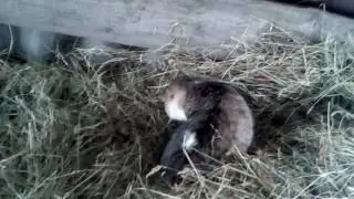 Mouse in the hay. Cat found a mouse