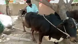 Pakistani Desert Village Life |South Punjab Desert Village Peopls Life style ||