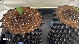 Growlaps Amnesia Haze Auto Day 1 to 18