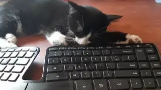 Kitten and keyboard