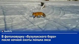 В фотоловушку «Бузулукского бора» после ночной охоты попала лиса
