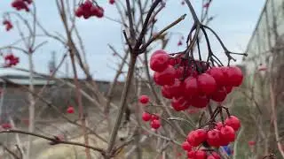 Освоение земли: создание зимнего витаминного ландшафта