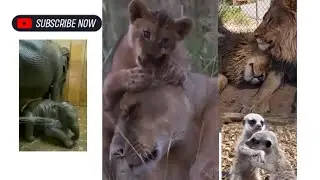Amazing animals lover ❤️ #like #share #subscribe