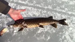 Карельские щуки