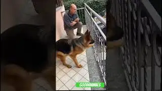 A dog met his owner after a long separation 