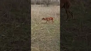 Вторая работа по перепелке.