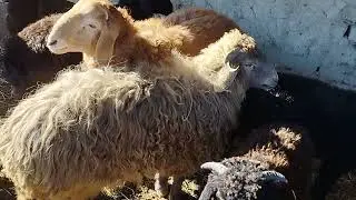Arzon qo'y boqish. Qo'y parazetlariga qarshi ukol qildik.