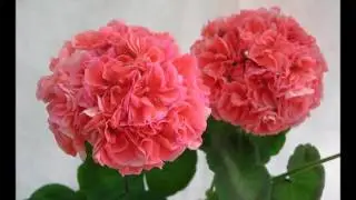 Синсез яшау мина нигэ кирэк  Ильнур Мусин