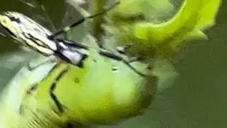Joro Spider Attacks Tobacco Hornworm!