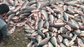 fish hunting....khan fishing in pakistan /village fish hunting/fishing in pakistan