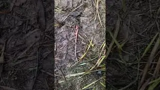 черви спаривание