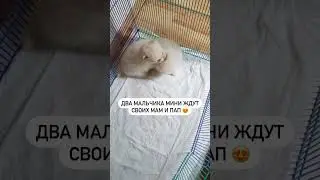 #померанский_шпиц #шпицуля #щенкимосква #spitsfire #щенки #spits #шпиц #шпицбу #москва #померанский