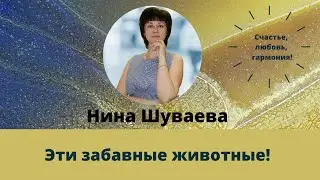 Эти забавные животные! #забавныеживотные #кошки #домашниепитомцы