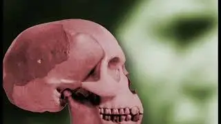 False  Evolution  Theory