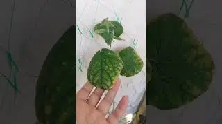 Сожгла огурцы уксусом.
