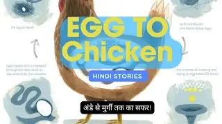 Egg to Chicken |  अंडे से मुर्गी तक का सफर  हिन्दी में  | #sciencestories #eggs #chicken