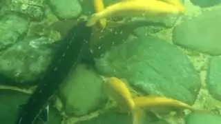 Съемка под водой. Sony Acro S