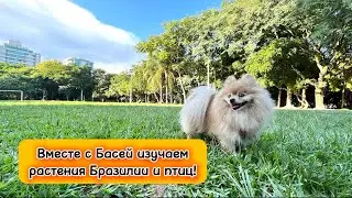 Вместе с Басей изучаем растения Бразилии и птиц!