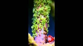 Observations of Insect Behaviour