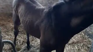 ещё один жеребёнок .....