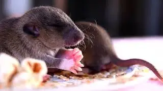 Hungry blind rats =)) Крысята пробуют хлопья
