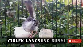 CIBLEK DIAM LANGSUNG BUNYI DENGAR INI 🔥