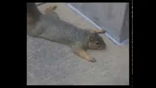 Белка притворяется мёртвой / Squirrel playing dead