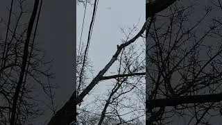 Woodpecker hard at work during snowstorm. Wait and listen.