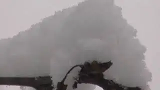 Снег, снег...
