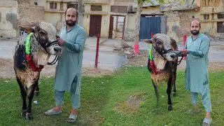 Allhamdulilah hmny Qurbani ka dusra janwar laliya