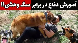 آموزش دفاع در برابر انواع سگ وحشی