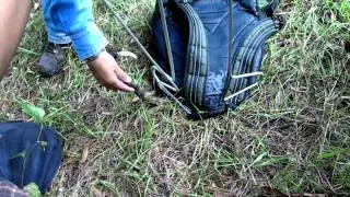 Sexado de serpiente de cascabel en campo (Crotalus molossus)