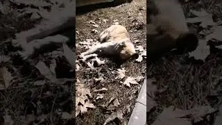 Спокойной ночи Собака на сене.