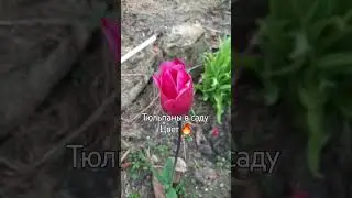 Тюльпаны с необычным цветом 🔥