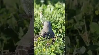 King Bird Eats Dragon Fly #birds #bird #shorts #shortvideo #birding