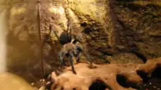 Aphonopelma caniceps hunting