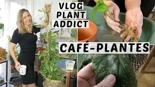 🌿☕️ CAFÉ PLANTES : TUTEURER UNE HOYA, REMPOTER UN PHILO, NOUVELLE PLANTE | VLOG PLANT ADDICT