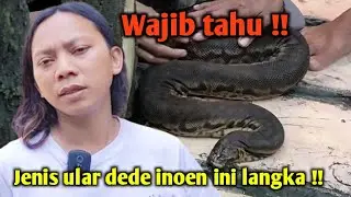 Viral !! Banyak yang belum tau ular dede inoen satu ini // ular karung kulit nya serem ! #trending
