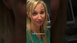 Beagle’s Heartbreaking Birth 💔| Bondi Vet 
