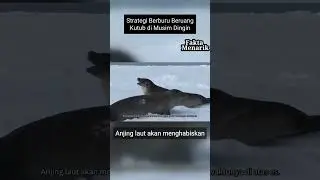 Strategi Beruang Kutub Berburu Dimusim Dingin