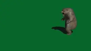 Green screen bear, green screen animals for use in chroma key