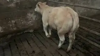 Win This Heifer For A Fiver
