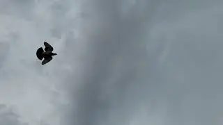 Thunderbird