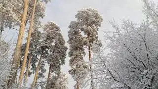 ЗИМНИЙ САД | ЗИМА БЛИЗКО